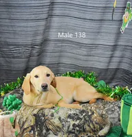 Ivory's boy 138, a male Labrador Retriever for sale in Murphysboro, IL – Photo 3 of 6