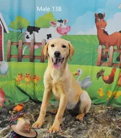 Ivory's boy 138, a male Labrador Retriever for sale in Murphysboro, IL – 2 of 5
