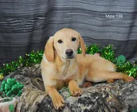 Ivory's boy 138, a male Labrador Retriever for sale in Murphysboro, IL – Photo 4 of 6