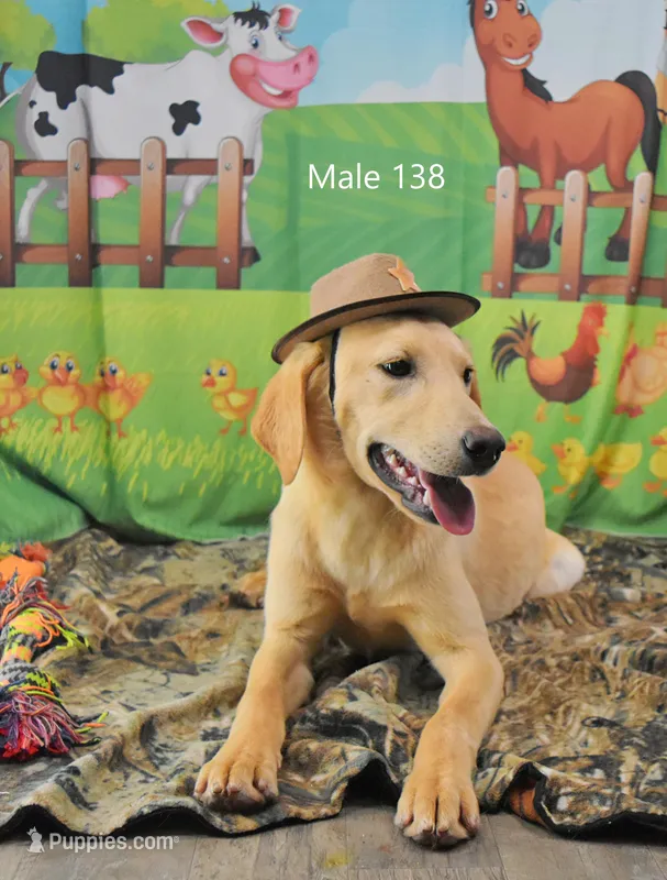 Ivory's boy 138 – Labrador Retriever puppy for sale in Murphysboro, IL