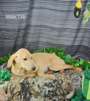 Ivory's boy 138, a male Labrador Retriever for sale in Murphysboro, IL – Photo 2 of 6