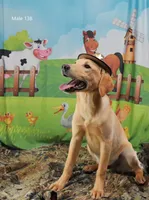 Ivory's boy 138, a male Labrador Retriever for sale in Murphysboro, IL – 4 of 5