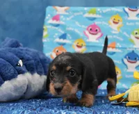 Ms. Wirehair Dapple, a male Miniature Dachshund for sale in Murphysboro, IL – 3 of 4