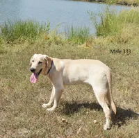 Butters' Male 333, a male Labrador Retriever for sale in Murphysboro, IL – 3 of 4