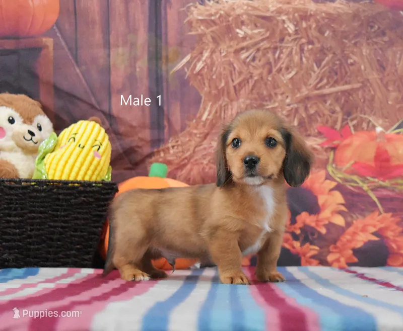Red Longhair – Miniature Dachshund puppy for sale in Murphysboro, IL