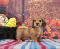 Red Longhair, a male Miniature Dachshund for sale in Murphysboro, IL – 1 of 4