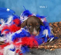 Dark Moo, a male Miniature Dachshund for sale in Murphysboro, IL – 2 of 4