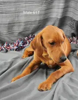 Copper, a male Labrador Retriever for sale in Murphysboro, IL – 3 of 4