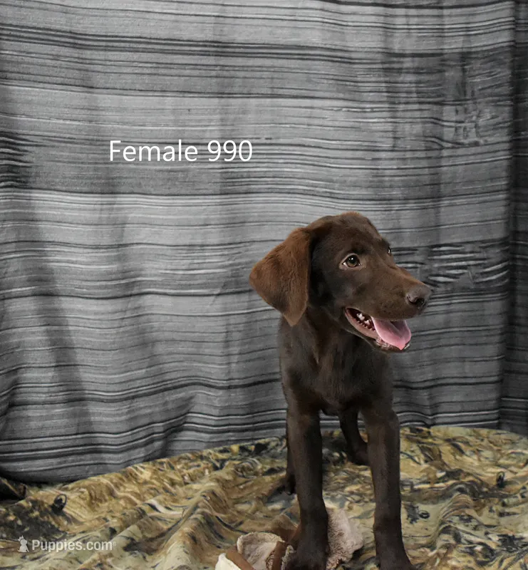 Cubby's Girl 990 – Labrador Retriever puppy for sale in Murphysboro, IL