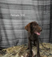Cubby's Girl 990, a male Labrador Retriever for sale in Murphysboro, IL – 1 of 3