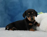 BT Smooth, a female Miniature Dachshund for sale in Murphysboro, IL – 3 of 4