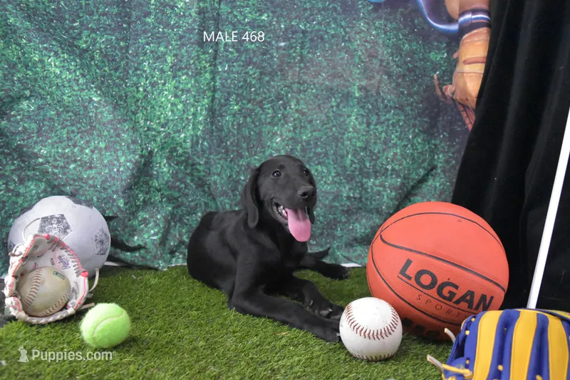 Sue's Male 468, a male Labrador Retriever for sale in Murphysboro, IL – 1 of 2