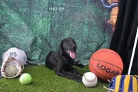 Sue's Male 468, a male Labrador Retriever for sale in Murphysboro, IL – 1 of 2