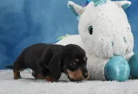 BT Wirehair, a male Miniature Dachshund for sale in Murphysboro, IL – 2 of 4