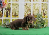 Smooth Chocolate, a male Miniature Dachshund for sale in Murphysboro, IL – Photo 2 of 4