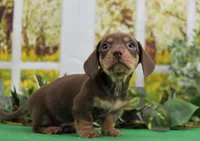 Smooth Chocolate, a male Miniature Dachshund for sale in Murphysboro, IL – Photo 4 of 4