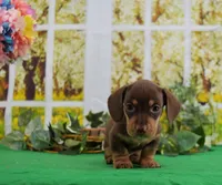 Smooth Chocolate, a male Miniature Dachshund for sale in Murphysboro, IL – Photo 3 of 4