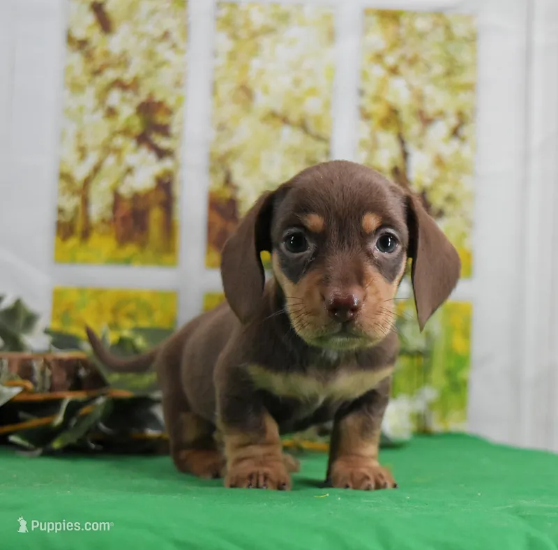Smooth Chocolate – Miniature Dachshund puppy on hold in Murphysboro, IL