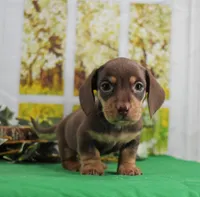 Smooth Chocolate, a male Miniature Dachshund for sale in Murphysboro, IL – Photo 1 of 4
