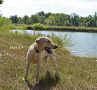 Butters' Male 214, a male Labrador Retriever for sale in Murphysboro, IL – 3 of 3