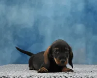 Mr. WB Wirehair, a male Miniature Dachshund for sale in Murphysboro, IL – 2 of 4