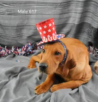 Copper, a male Labrador Retriever for sale in Murphysboro, IL – 4 of 4