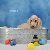Creamy Girl 2, a female Miniature Dachshund for sale in Murphysboro, IL – Photo 3 of 4