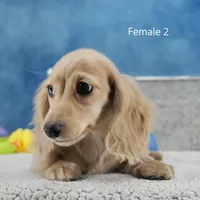 Creamy Girl 2, a female Miniature Dachshund for sale in Murphysboro, IL – Photo 1 of 4
