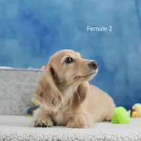 Creamy Girl 2, a female Miniature Dachshund for sale in Murphysboro, IL – Photo 2 of 4