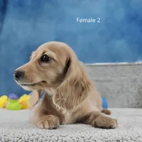 Creamy Girl 2, a female Miniature Dachshund for sale in Murphysboro, IL – Photo 4 of 4