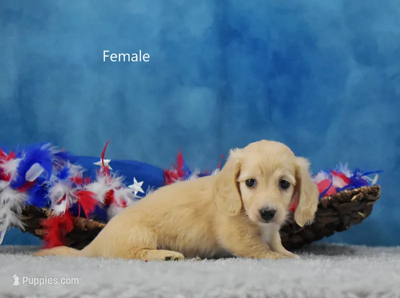 Pearl – Miniature Dachshund puppy for sale in Murphysboro, IL