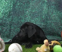 Ms. B's Female 054, a female Labrador Retriever for sale in Murphysboro, IL – 2 of 2