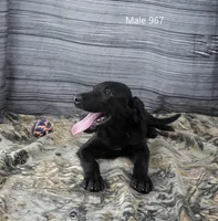 Cubby's Boy 967, a male Labrador Retriever for sale in Murphysboro, IL – 3 of 3
