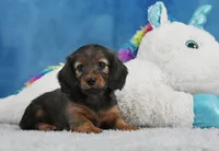 Red Russian, a female Miniature Dachshund for sale in Murphysboro, IL – 6 of 6