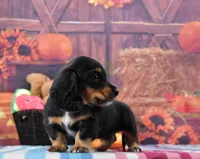 BT Tux Longhair, a female Miniature Dachshund for sale in Murphysboro, IL – 2 of 5