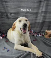 Ivory's boy 123, a male Labrador Retriever for sale in Murphysboro, IL – 3 of 5
