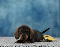 Mr. Smooth WB, a male Miniature Dachshund for sale in Murphysboro, IL – 3 of 5