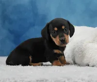BT Smooth, a female Miniature Dachshund for sale in Murphysboro, IL – 2 of 4