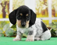Little Moo, a male Miniature Dachshund for sale in Murphysboro, IL – Photo 2 of 4