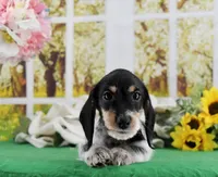 Little Moo, a male Miniature Dachshund for sale in Murphysboro, IL – Photo 3 of 7