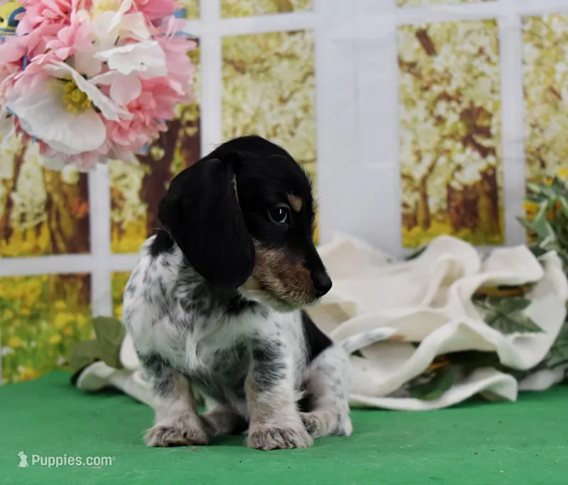 Little Moo – Miniature Dachshund puppy for sale in Murphysboro, IL