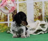 Little Moo, a male Miniature Dachshund for sale in Murphysboro, IL – Photo 1 of 7