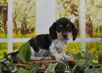 Little Moo, a male Miniature Dachshund for sale in Murphysboro, IL – Photo 3 of 4