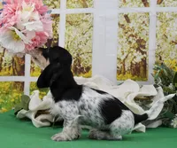 Little Moo, a male Miniature Dachshund for sale in Murphysboro, IL – Photo 4 of 7
