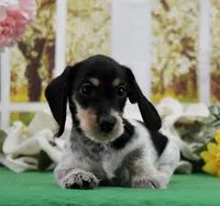Little Moo, a male Miniature Dachshund for sale in Murphysboro, IL – Photo 7 of 7