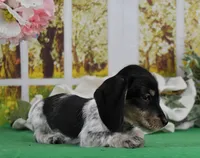 Little Moo, a male Miniature Dachshund for sale in Murphysboro, IL – Photo 5 of 7