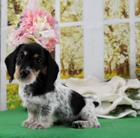 Little Moo, a male Miniature Dachshund for sale in Murphysboro, IL – Photo 2 of 7