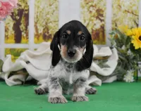 Little Moo, a male Miniature Dachshund for sale in Murphysboro, IL – Photo 6 of 7
