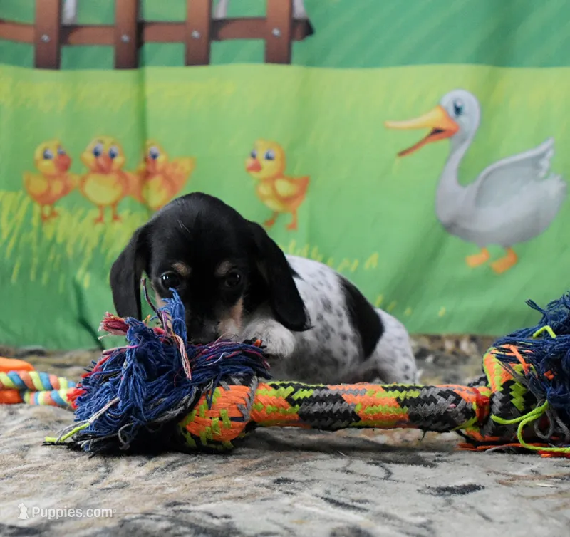 Little Moo – Miniature Dachshund puppy for sale in Murphysboro, IL