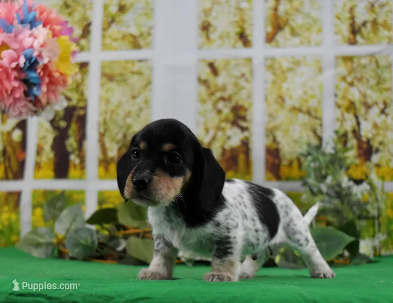 Little Moo – Miniature Dachshund puppy for sale in Murphysboro, IL